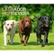 For the Love of Labrador Retrievers | 2026 14 x 24 Inch (Hanging) Monthly Deluxe Wall Calendar | Foil Stamped Cover | Plastic-Free